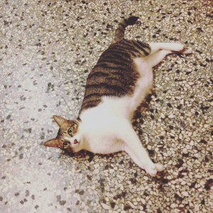 cat1